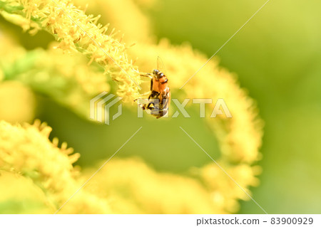 Kigoshishana 83900929