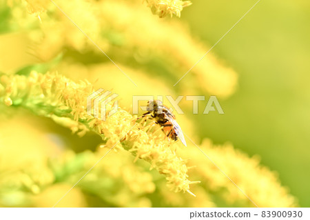 Kigoshihanaabu 83900930