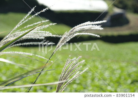 芒草 芒草 83901154