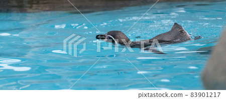 Swimming penguin 83901217