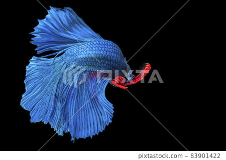 The moving moment beautiful of blue and red siamese betta fish with copy space. The moving moment beautiful of blue and red siamese betta fish with copy space. 83901422
