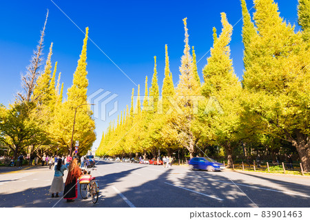 Autumn Jingu Gaien, a row of Icho trees 83901463