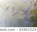 Fishes swimming in water 83901529