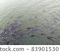 Fishes swimming in water 83901530