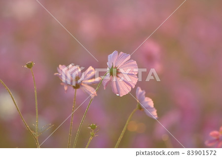 波斯菊 波斯菊 83901572