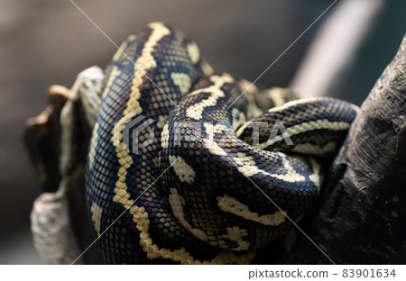 Python Python 83901634