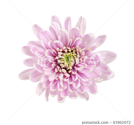 Pink chryzanthemum flower isolated 83902072