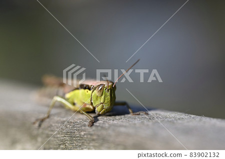 Locust Locust 83902132