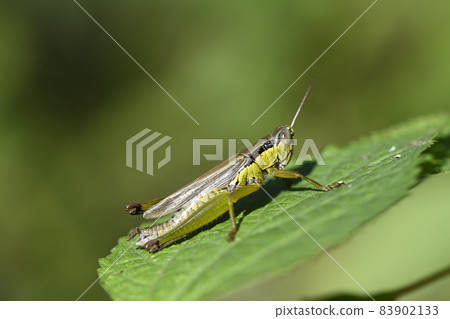 Locust Locust 83902133