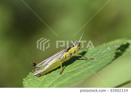 Locust Locust 83902134