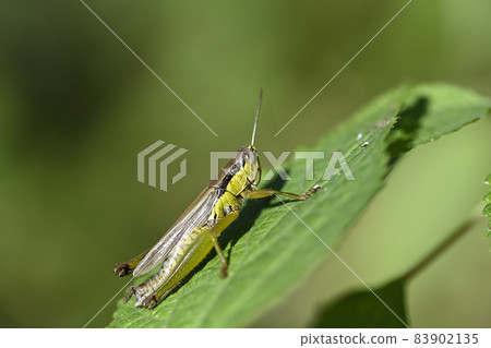 Locust Locust 83902135