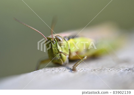 Locust Locust 83902139
