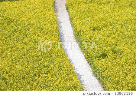 釜山大區生態公園油菜田 83902156