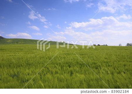 Gyeongju barley field scenery Gyeongju barley field scenery 83902184