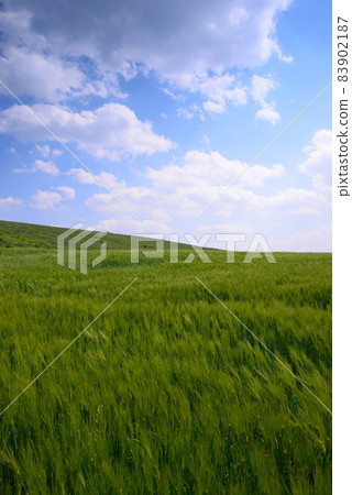 慶州青青麥田風光 83902187