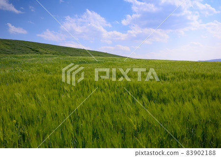 慶州青青麥田風光 83902188