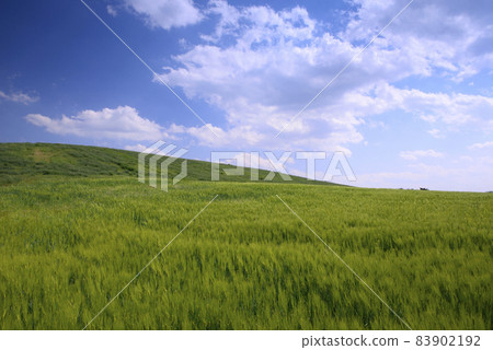 慶州青青麥田風光 83902192