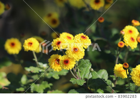 黃色小菊花盛開在秋天的花園裡 83902283