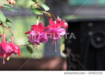 Vogel Park flowers. 83902320