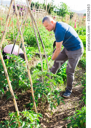 Man gardener digging soil in vegetable garden 83902663