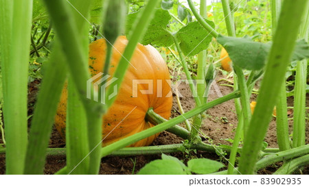 Ripe Zucchini Or Courgette In Summer Vegetable Garden. A marrow is a vegetable, the mature fruit of certain Cucurbita pepo cultivars. 83902935