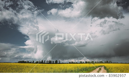 Dramatic Sky With Rain Clouds On Horizon Above Rural Landscape Canola Colza Rapeseed Field. Country Road. Agricultural And Weather Forecast Concept. Time Lapse, Timelapse, Time-lapse. 4 83902937