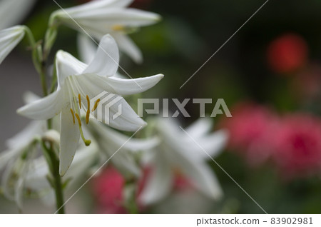 white lilies grow on the farm white lilies grow on the farm 83902981