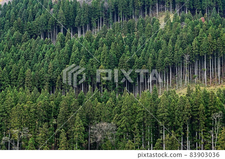 Towada City Forest Road 秋季 Towada City Forest Road 秋季 83903036