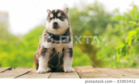 Four-week-old Husky Puppy Of White-gray-black Color Walking On Wooden Ground. 4K Four-week-old Husky Puppy Of White-gray-black Color Walking On Wooden Ground. 4K 83903432