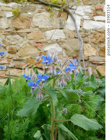 琉璃苣在意大利 Val d'Orcia 的 agriturismo 中綻放 琉璃苣在意大利 Val d'Orcia 的 agriturismo 中綻放 83903514