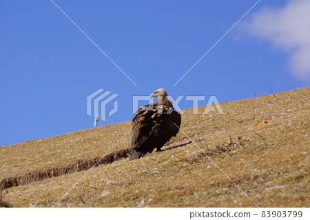 Tibetan Kham region Sertar Bird burial vulture Tibetan Kham region Sertar Bird burial vulture 83903799