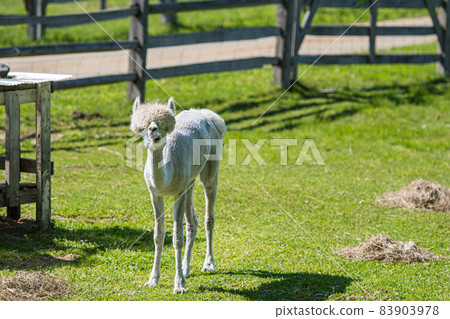 Hair shaved alpaca 83903978