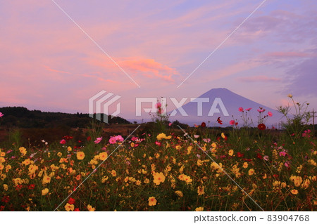 Susono City Suyama Highway 富士山、日出雲和波斯菊 83904768