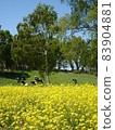 Rape field and ranch cows 83904881