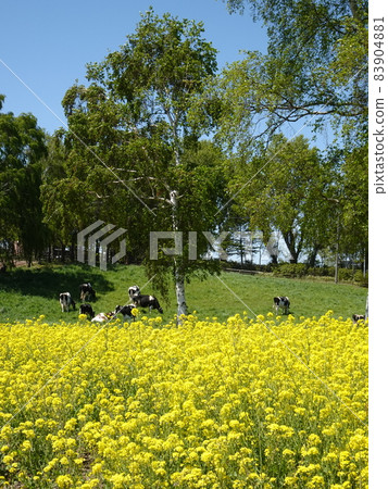 Rape field and ranch cows 83904881
