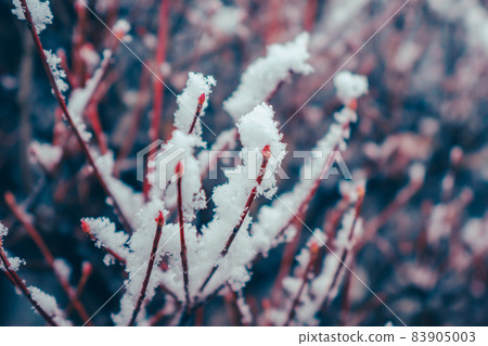 A country road that walks while looking at the snow-capped branches A country road that walks while looking at the snow-capped branches 83905003