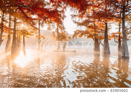 Woman on paddle board on lake with fog and autumnal Taxodium trees Woman on paddle board on lake with fog and autumnal Taxodium trees 83905602