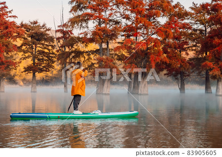 Woman relax on stand up paddle board at the lake with autumnal Taxodium trees in morning. Woman relax on stand up paddle board at the lake with autumnal Taxodium trees in morning. 83905605