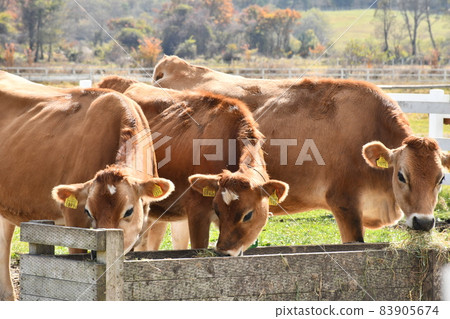 Cow Cow 83905674