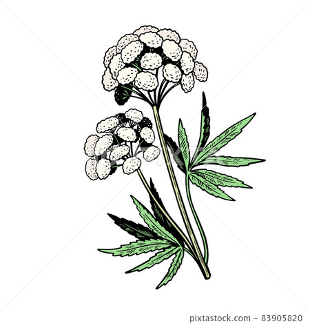 Poisonous plant Cicuta isolated on white background. Hand drawn vector illustration in vintage engraving style. Poisonous plant Cicuta isolated on white background. Hand drawn vector illustration in vintage engraving style. 83905820