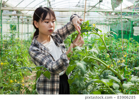 Serious female horticulturist attentively looking tomatoes seedlings 83906285