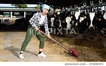Young Chinese woman working on dairy farm, feeding cows with hay in stall outdoor Young Chinese woman working on dairy farm, feeding cows with hay in stall outdoor 83906455