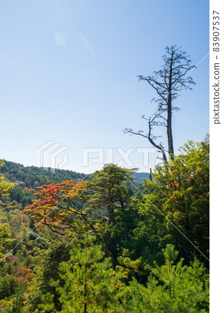 A view of a pond with beautiful autumn leaves on the Ebino Plateau in Kirishima in autumn 83907537