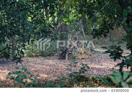 森林秘密基地冒險回憶 森林秘密基地冒險回憶 83908008