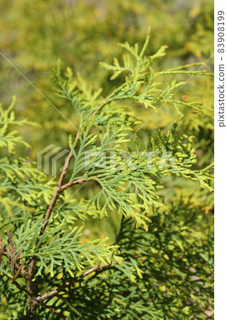 Rheingold Arborvitae Rheingold Arborvitae 83908199
