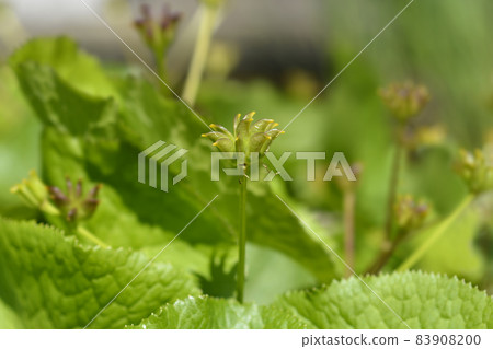 Marsh Marigold 83908200