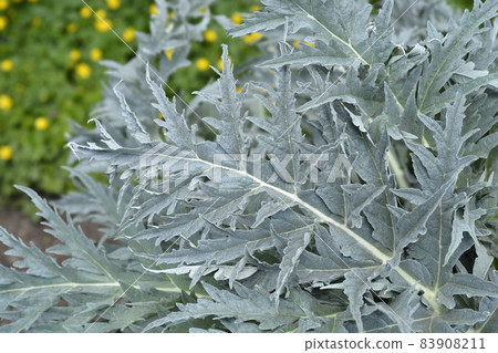 Artichoke thistle Artichoke thistle 83908211