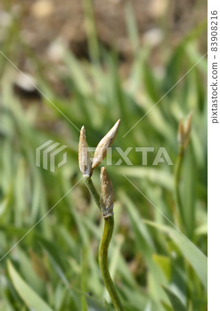 Illyrian iris 83908216