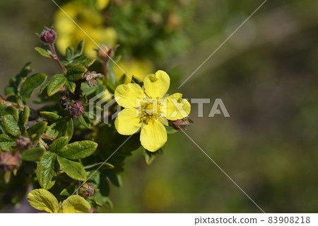 Shrubby Cinquefoil 83908218