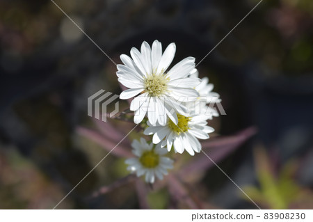 New York aster Starletta White 83908230